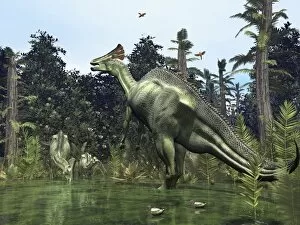 Ornithopods Gallery: Lambeosaurus, artwork