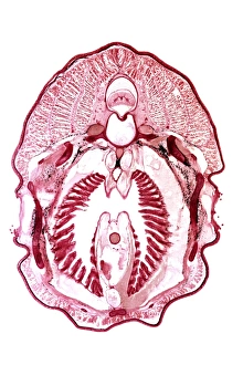 Lamprey gill region, light micrograph Lamprey gill region, light micrograph