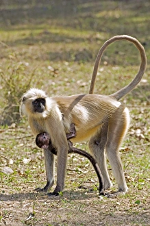 Langur monkeys Langur monkeys