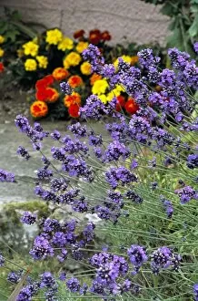 Images Dated 28th September 2005: Lavender (Lavandula Hidcote )