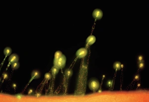 Fluorescence Micrograph Gallery: Leaf hairs, fluorescence micrograph