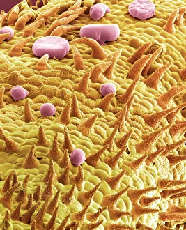 Leaf oil glands, SEM Leaf oil glands, SEM