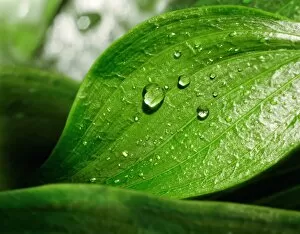 Water Proof Gallery: Leaf and water droplets