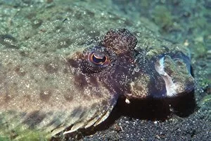 Images Dated 28th February 2005: Left-eyed flounder
