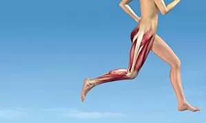 Muscles Gallery: Leg muscles in running, artwork