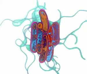 Images Dated 27th October 2000: Legionella bacteria