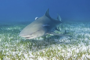 Lemon shark and remoras Lemon shark and remoras