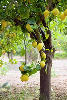 Lemon tree Citrus limon bearing ripe lemons For sale as Framed