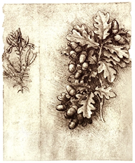 Leonardo da Vincis oak leaves and acorns Leonardo da Vincis oak leaves and acorns