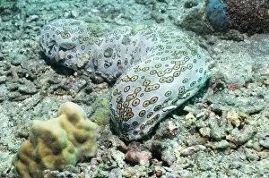 Holothuroidea Gallery: Leopard sea cucumber