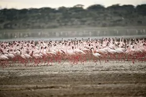 Mud Flat Gallery: Lesser flamingos