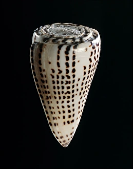 Dangerous Sea Creatures Prints: Lettered cone shell C019 / 1315