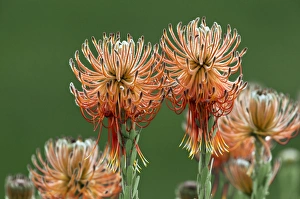 Cederberg Mountains Gallery: Leucospermum reflexum