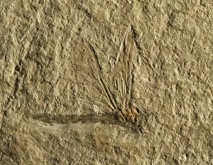 Images Dated 16th December 2013: Libelluloidea dragonfly fossil C018 / 9409