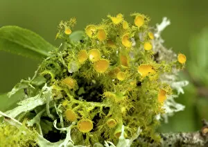 Fungi Gallery: Lichen (Teloschistes chrysophthalmus)
