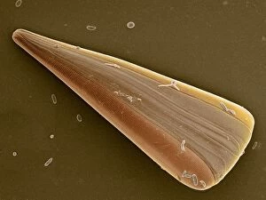 Licmophora diatom alga, SEM