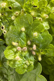 Lighthouse galls on Glechoma hederacea Lighthouse galls on Glechoma hederacea