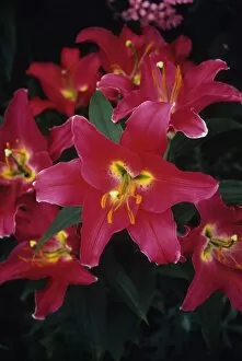 Images Dated 29th November 2004: Lilies