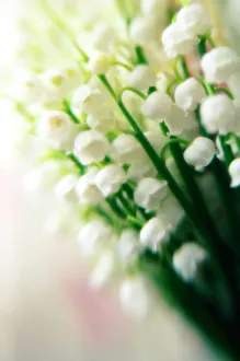 Lily of the valley (Convallaria majalis) Lily of the valley (Convallaria majalis)