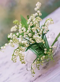 Lily of the valley (Convallaria majalis) Lily of the valley (Convallaria majalis)