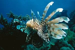 Images Dated 24th January 2003: Lionfish