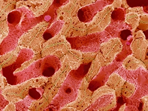 Liver blood supply, SEM Liver blood supply, SEM