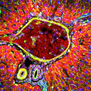 Nuclei Gallery: Liver portal triad, light micrograph C016 / 8489