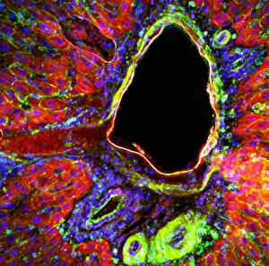 Nuclei Gallery: Liver portal triad, light micrograph C016 / 8490