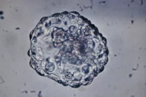 Images Dated 7th October 2004: LM of blastocyst (six day embryo) after hatching