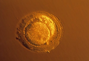 LM of blastomeres of a two-cell embryo LM of blastomeres of a two-cell embryo