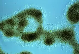 Images Dated 28th February 2003: LM of Chlorella surrounded by bacteria