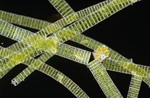 Images Dated 30th October 1990: LM of the colonial diatom Fragillaria sp
