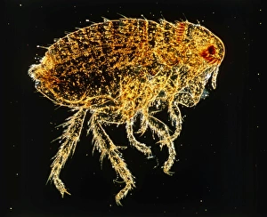 LM of a dog flea, Ctenocephalides canis LM of a dog flea, Ctenocephalides canis