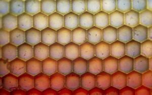 LM of the facets of a dragonflys compound eye LM of the facets of a dragonflys compound eye