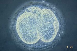 Images Dated 20th January 2004: LM of human embryo at two-cell stage