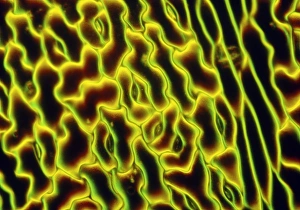 Images Dated 30th October 1990: LM of the leaf of the sensitive plant