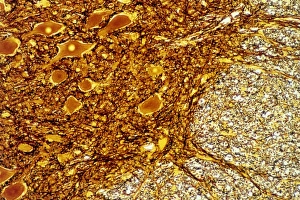LM of a section through the human spinal cord LM of a section through the human spinal cord