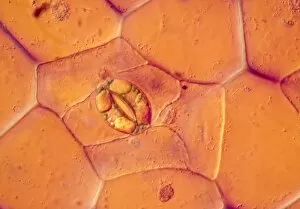 Images Dated 25th October 1990: LM of a stoma on a Tradescantia leaf