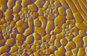 LM of the surface of a sycamore leaf