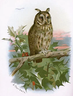 Images Dated 13th January 2004: Long-eared owl, historical artwork