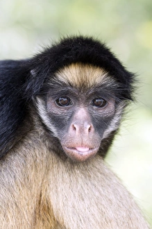White Fronted Gallery: Long-haired spider monkey