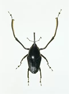 Images Dated 17th April 2003: Long jaw beetle