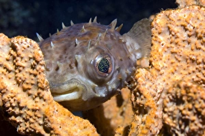 Long-spine porcupinefish Long-spine porcupinefish