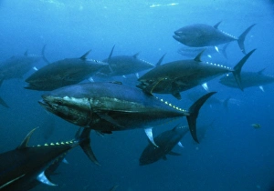 Longtail Tuna School Print Indo-Pacific Art Prints