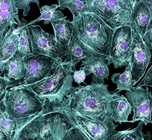 Confocal Gallery: Lung cells, fluorescent micrograph