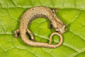 Lungless salamander Lungless salamander