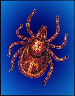 Images Dated 18th November 1993: Lyme disease tick