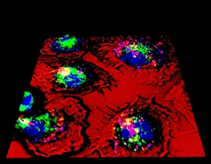 Fluorescence Micrograph Gallery: Macrophages and tuberculosis vaccine