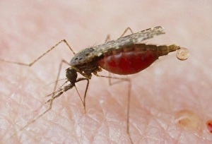 Macrophoto of Anopheles balabacensis, a mosquito Macrophoto of Anopheles balabacensis, a mosquito