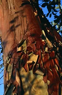 Images Dated 21st March 2003: Madrone tree bark